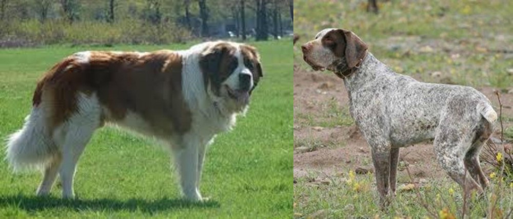 Perdiguero de Burgos vs Moscow Watchdog - Breed Comparison