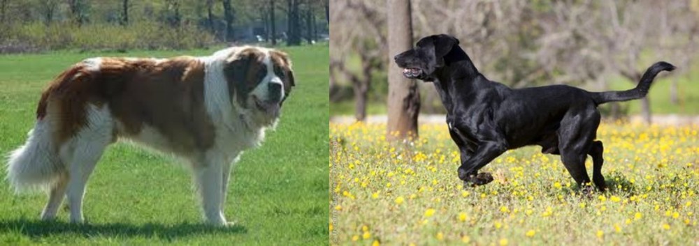 Perro de Pastor Mallorquin vs Moscow Watchdog - Breed Comparison