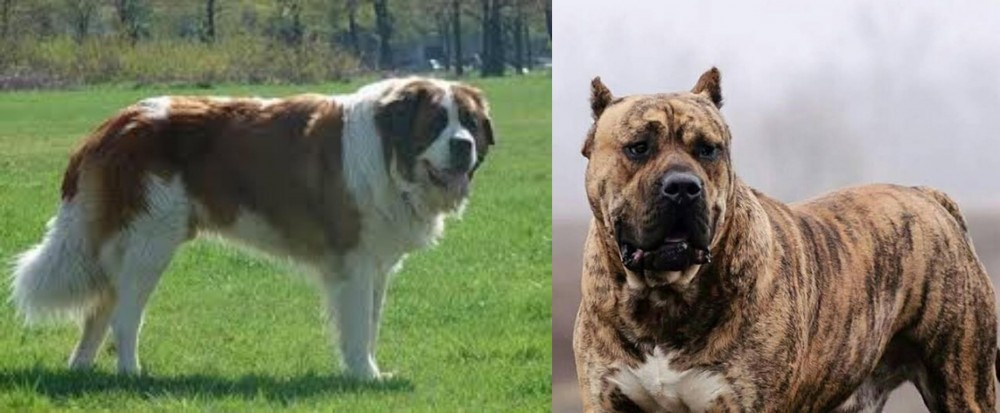 Perro de Presa Canario vs Moscow Watchdog - Breed Comparison