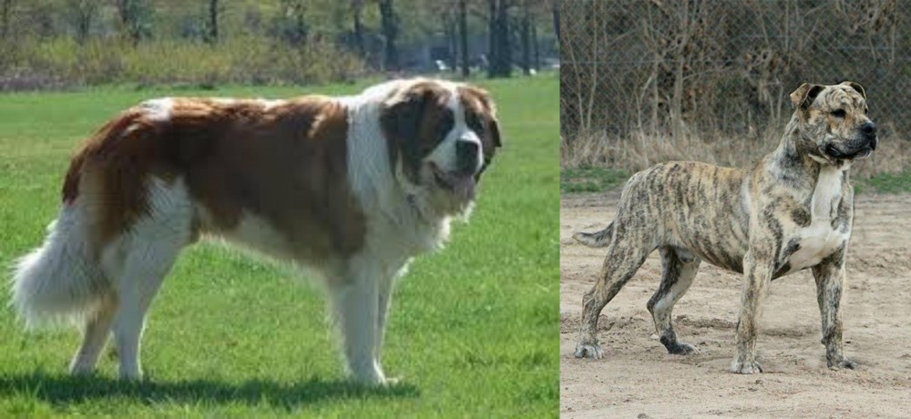 Perro de Presa Mallorquin vs Moscow Watchdog - Breed Comparison