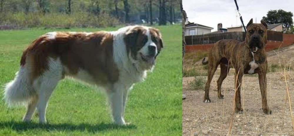 Perro de Toro vs Moscow Watchdog - Breed Comparison