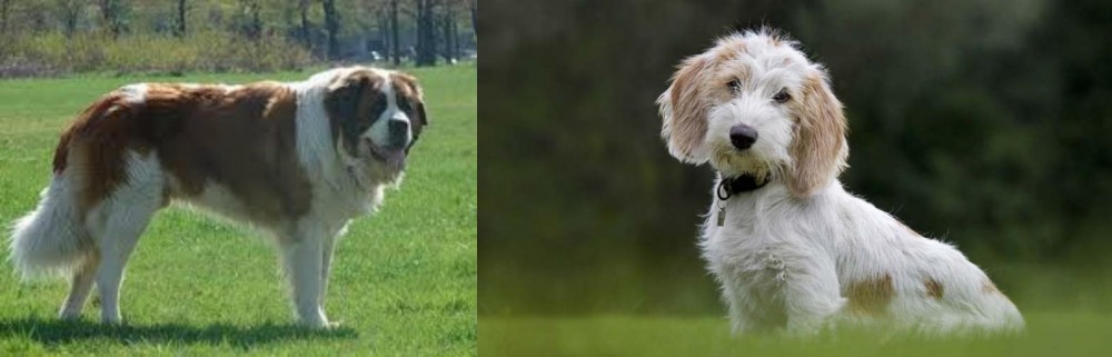 Petit Basset Griffon Vendeen vs Moscow Watchdog - Breed Comparison