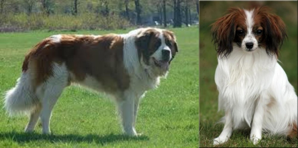 Phalene vs Moscow Watchdog - Breed Comparison