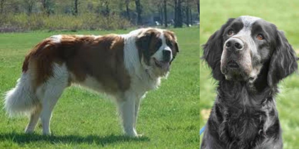 Picardy Spaniel vs Moscow Watchdog - Breed Comparison