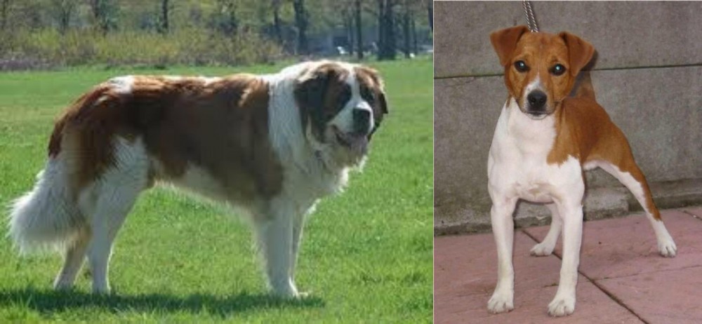 Plummer Terrier vs Moscow Watchdog - Breed Comparison