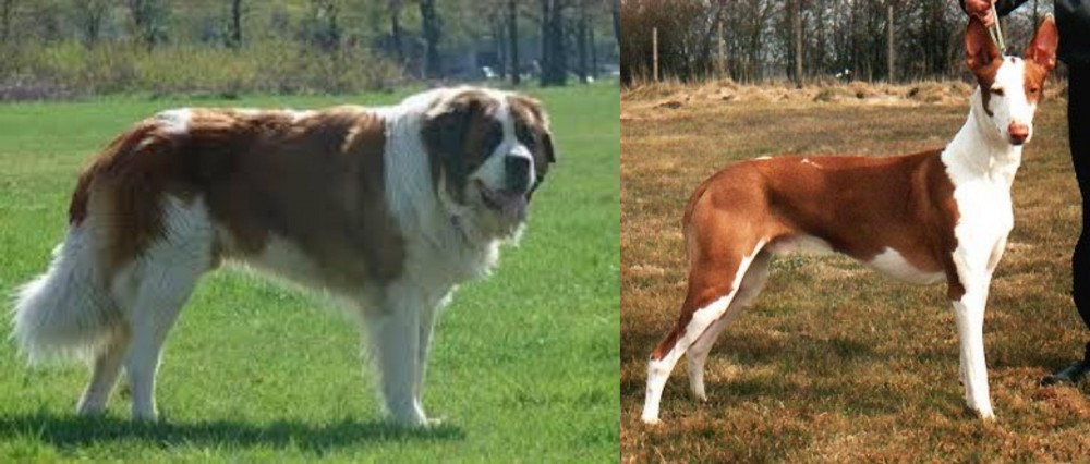 Podenco Canario vs Moscow Watchdog - Breed Comparison