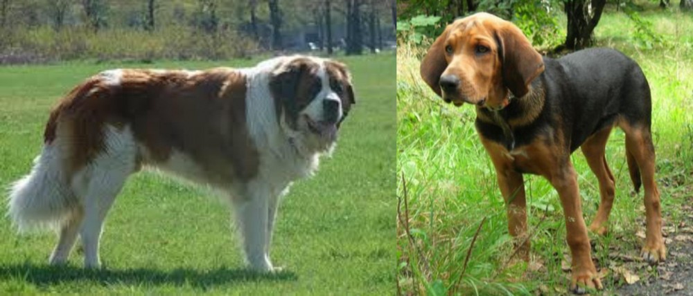 Polish Hound vs Moscow Watchdog - Breed Comparison