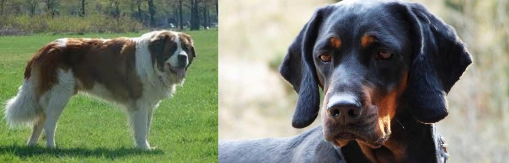 Polish Hunting Dog vs Moscow Watchdog - Breed Comparison