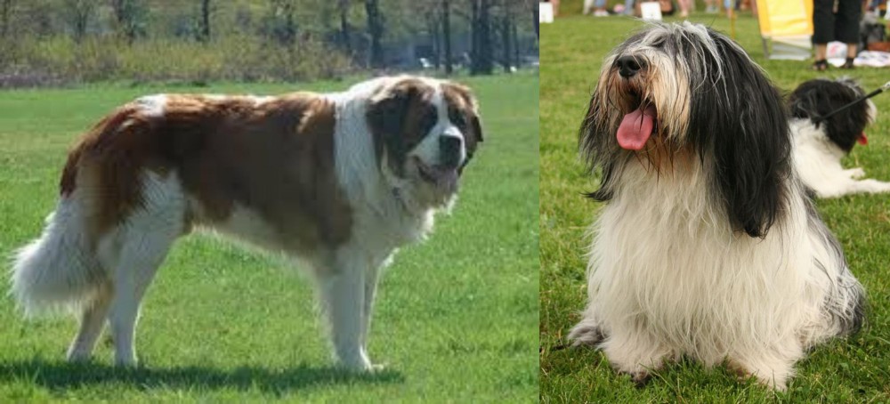 Polish Lowland Sheepdog vs Moscow Watchdog - Breed Comparison