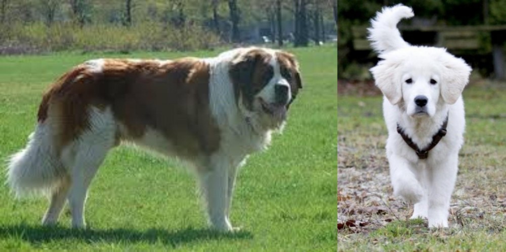 Polish Tatra Sheepdog vs Moscow Watchdog - Breed Comparison