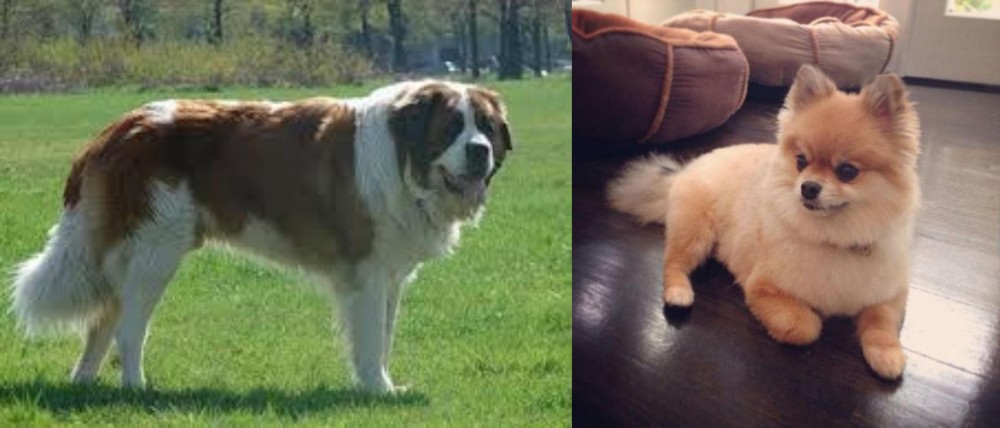 Pomeranian vs Moscow Watchdog - Breed Comparison