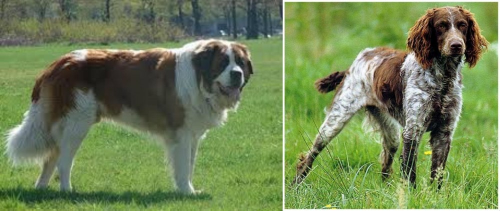 Pont-Audemer Spaniel vs Moscow Watchdog - Breed Comparison