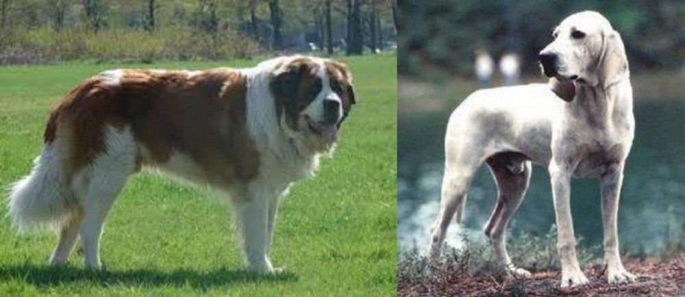 Porcelaine vs Moscow Watchdog - Breed Comparison