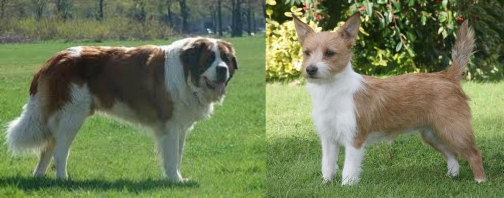 Portuguese Podengo vs Moscow Watchdog - Breed Comparison