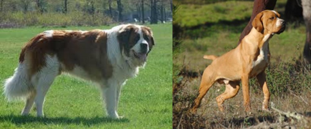 Portuguese Pointer vs Moscow Watchdog - Breed Comparison