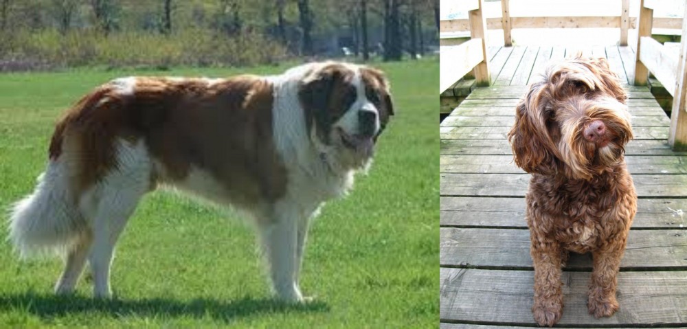 Portuguese Water Dog vs Moscow Watchdog - Breed Comparison