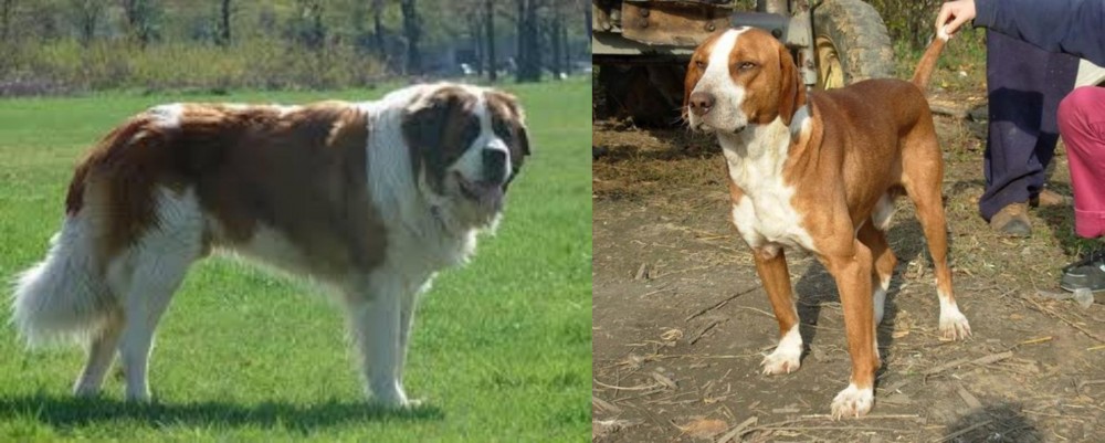 Posavac Hound vs Moscow Watchdog - Breed Comparison