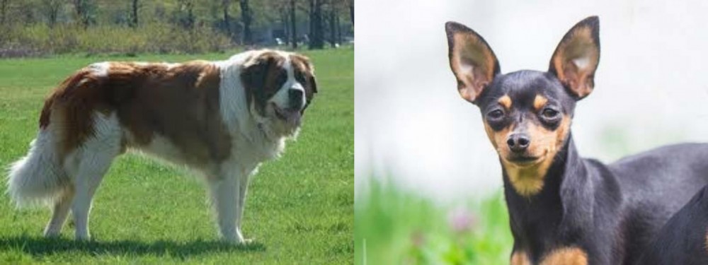 Prazsky Krysarik vs Moscow Watchdog - Breed Comparison