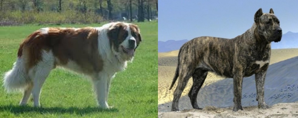 Presa Canario vs Moscow Watchdog - Breed Comparison