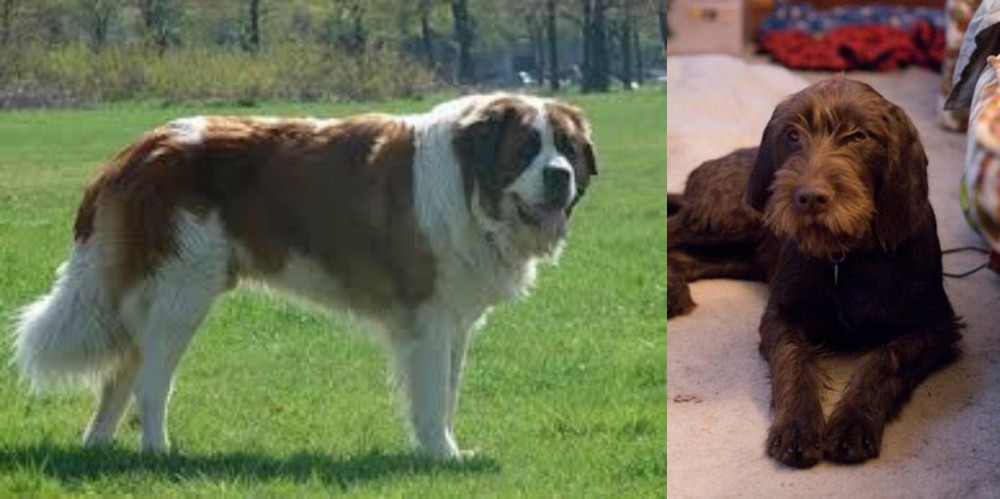 Pudelpointer vs Moscow Watchdog - Breed Comparison
