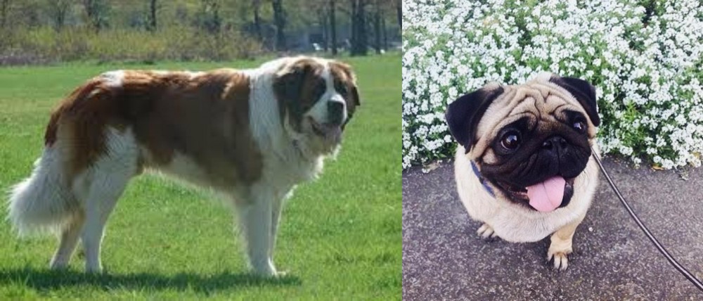Pug vs Moscow Watchdog - Breed Comparison