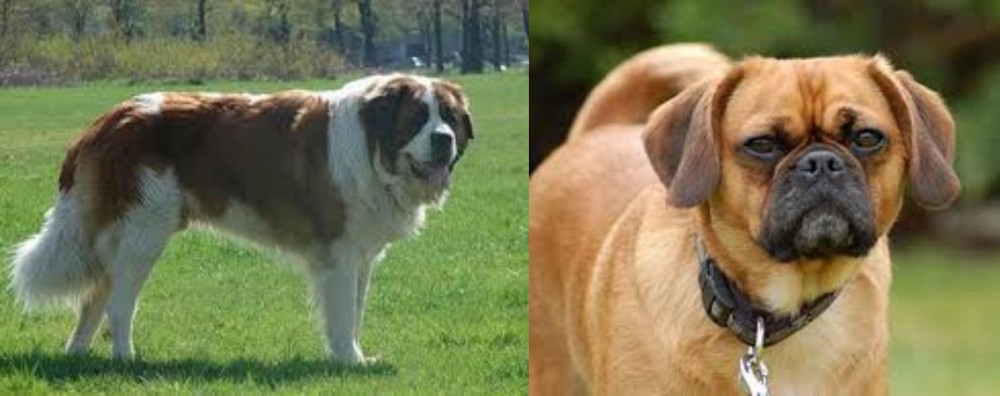 Pugalier vs Moscow Watchdog - Breed Comparison