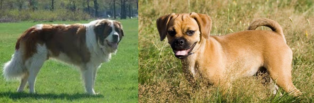 Puggle vs Moscow Watchdog - Breed Comparison