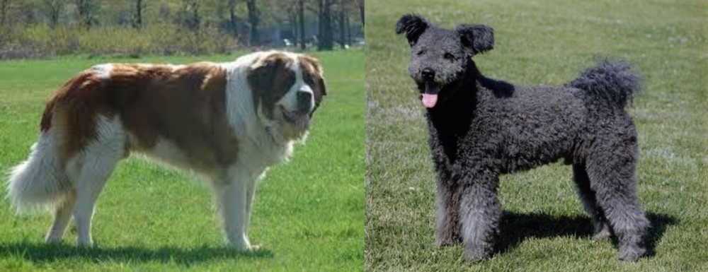 Pumi vs Moscow Watchdog - Breed Comparison