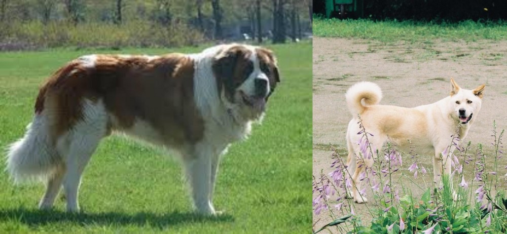 Pungsan Dog vs Moscow Watchdog - Breed Comparison