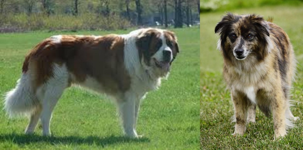 Pyrenean Shepherd vs Moscow Watchdog - Breed Comparison