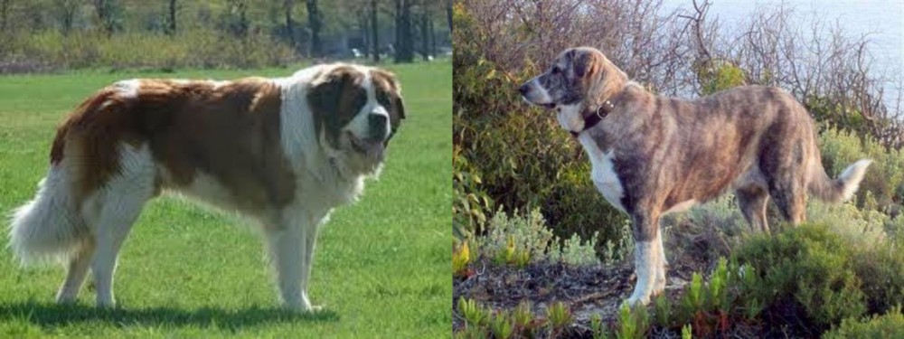 Rafeiro do Alentejo vs Moscow Watchdog - Breed Comparison