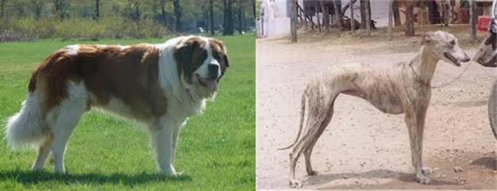 Rampur Greyhound vs Moscow Watchdog - Breed Comparison
