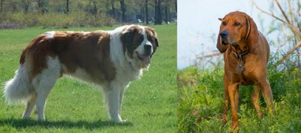 Redbone Coonhound vs Moscow Watchdog - Breed Comparison