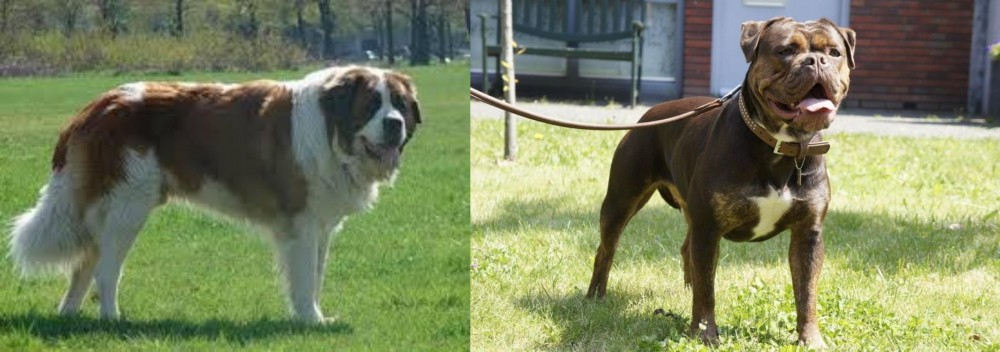 Renascence Bulldogge vs Moscow Watchdog - Breed Comparison