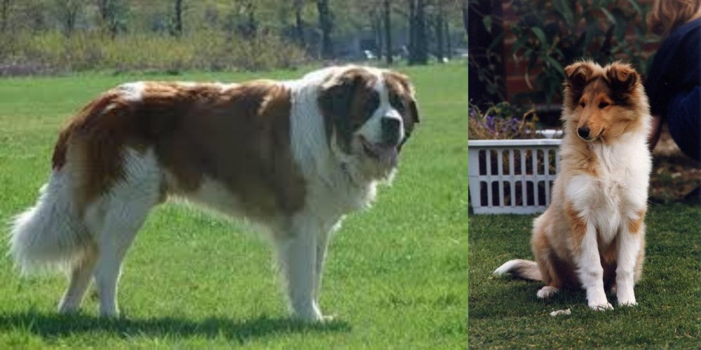 Rough Collie vs Moscow Watchdog - Breed Comparison