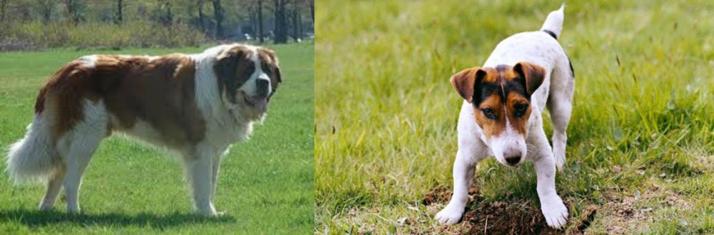 Russell Terrier vs Moscow Watchdog - Breed Comparison
