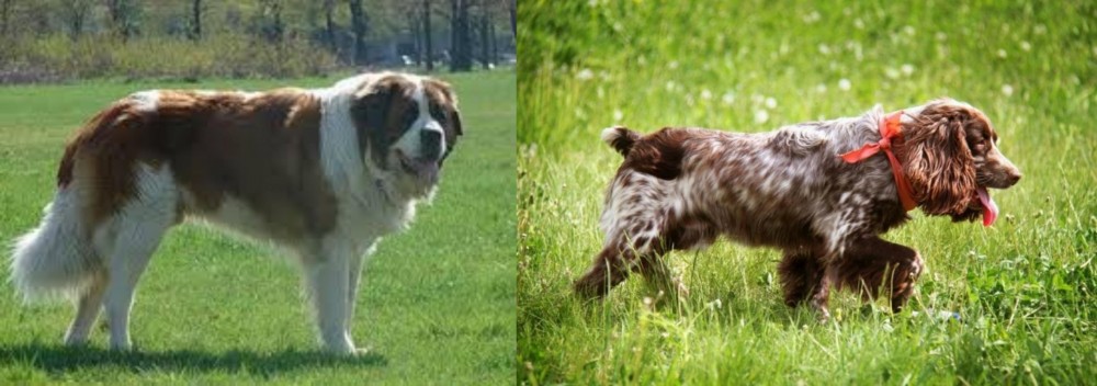 Russian Spaniel vs Moscow Watchdog - Breed Comparison