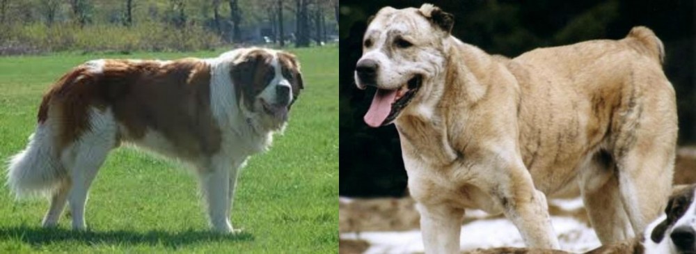 Sage Koochee vs Moscow Watchdog - Breed Comparison