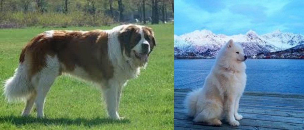 Samoyed vs Moscow Watchdog - Breed Comparison