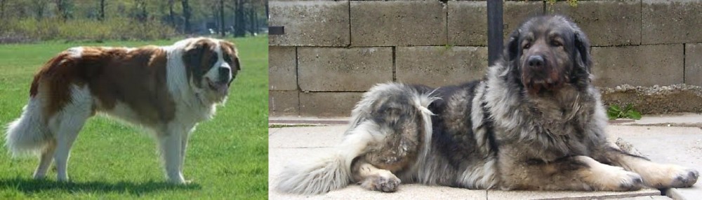 Sarplaninac vs Moscow Watchdog - Breed Comparison