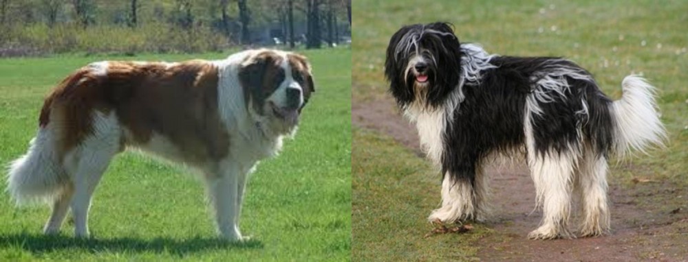 Schapendoes vs Moscow Watchdog - Breed Comparison