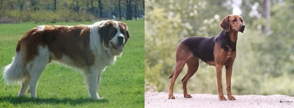Schillerstovare vs Moscow Watchdog - Breed Comparison