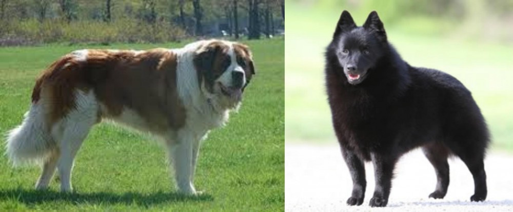 Schipperke vs Moscow Watchdog - Breed Comparison