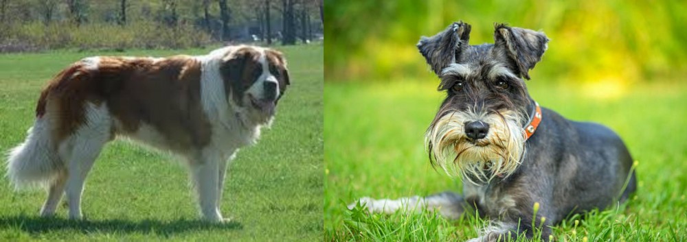 Schnauzer vs Moscow Watchdog - Breed Comparison
