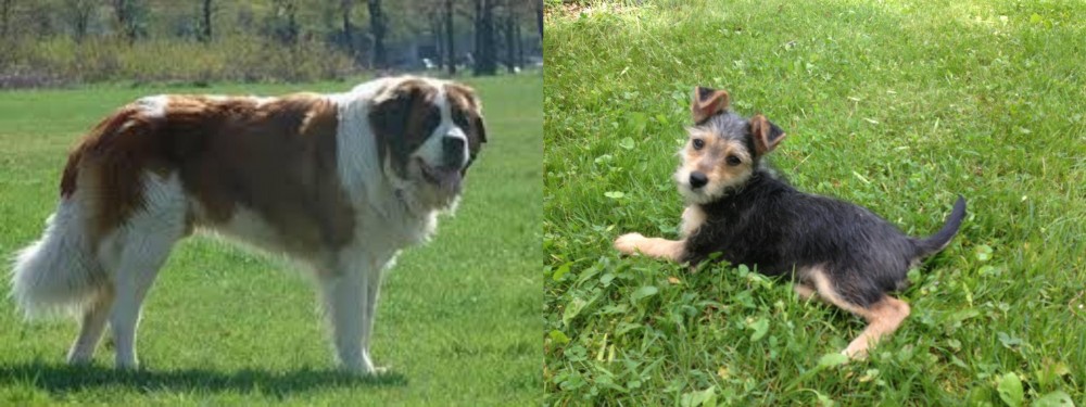 Schnorkie vs Moscow Watchdog - Breed Comparison