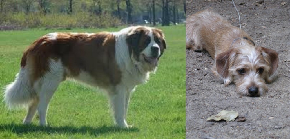 Schweenie vs Moscow Watchdog - Breed Comparison