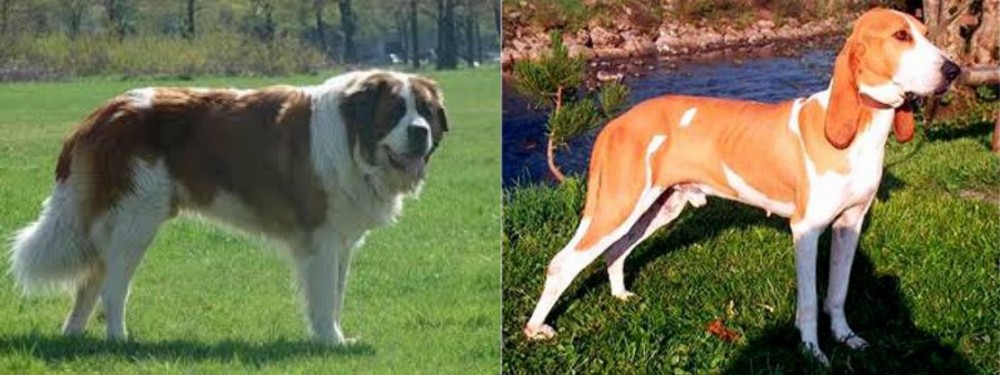 Schweizer Laufhund vs Moscow Watchdog - Breed Comparison
