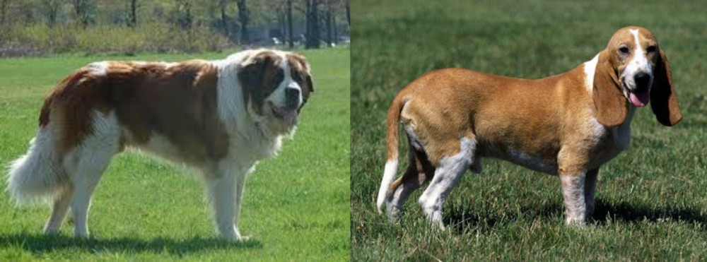 Schweizer Niederlaufhund vs Moscow Watchdog - Breed Comparison