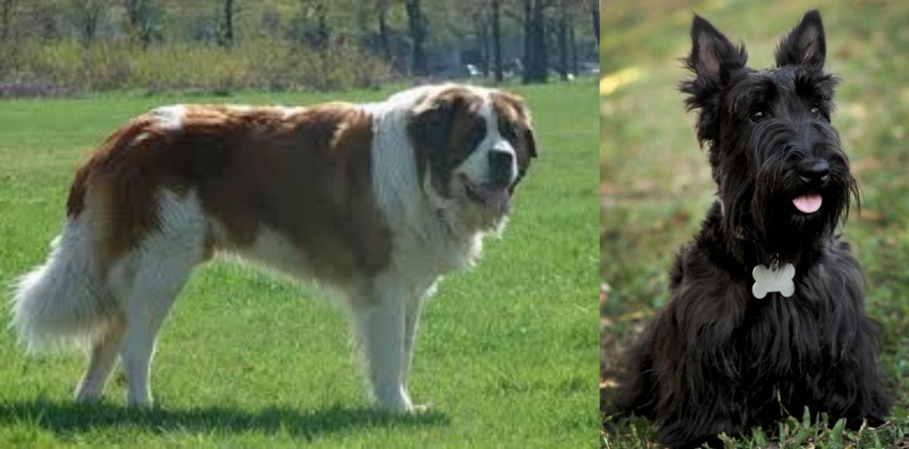 Scoland Terrier vs Moscow Watchdog - Breed Comparison