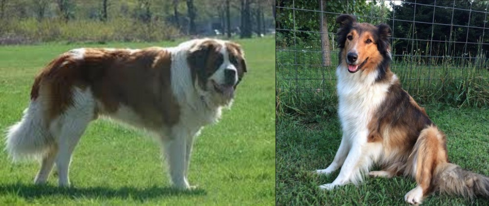 Scotch Collie vs Moscow Watchdog - Breed Comparison